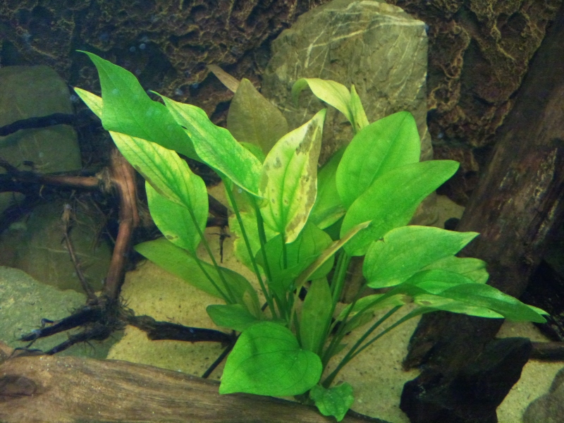 Aquarium planten Cichlidenkwekers